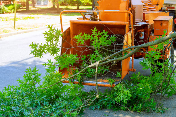 Hawthorne, FL Tree Care Services Company